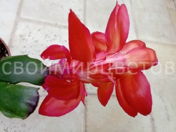 Шлюмбергера Thor Wild Cactus red